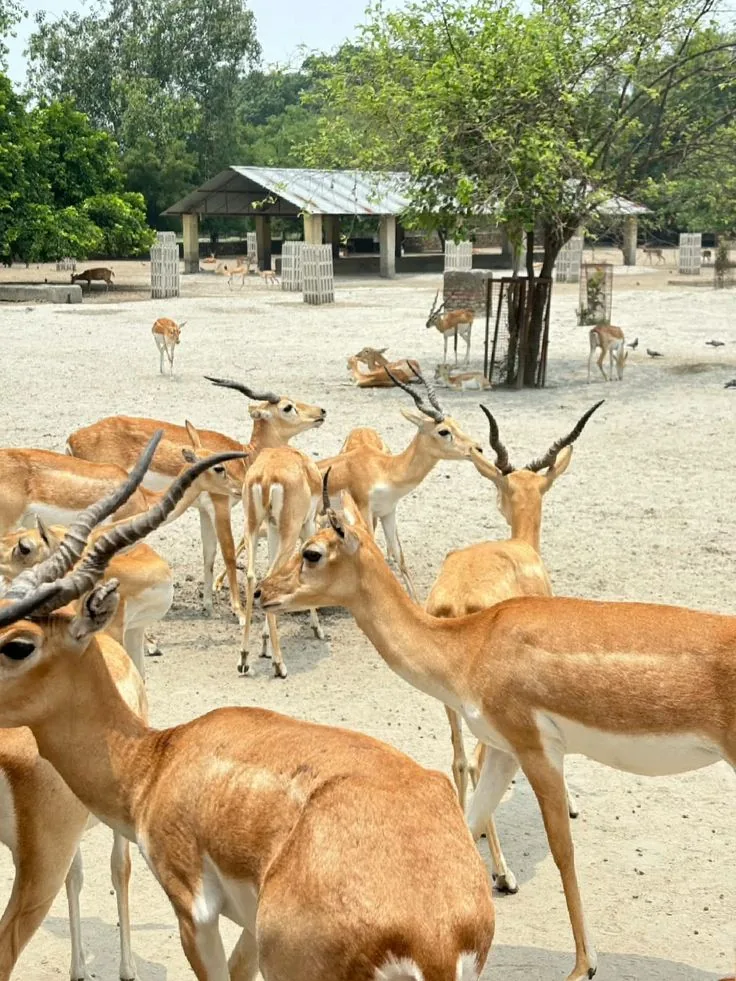 Raman Reti